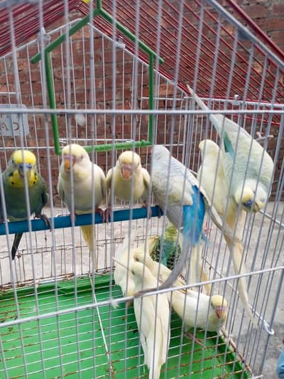 buggies breeder pair 9 pair ha eggs lying pair 03494742946