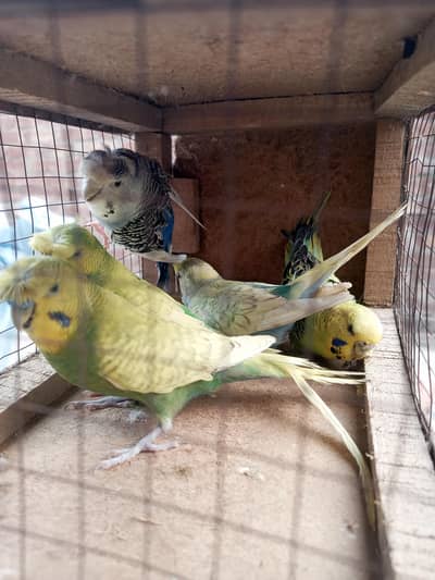 buggies or hogo split breeder pair03494742946