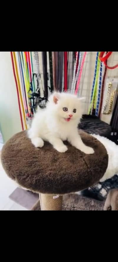 persian cat for sale MywatsapppNumber 0320-19-06-573