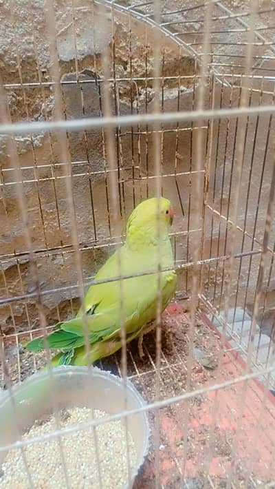 Parrot For Sale Near Me
