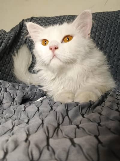 Extremely Loving Full White Persian Cats Triple Coat Pair for Sale