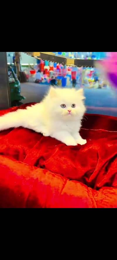 persian cat for sale MywatsapppNumber 0320-19-06-573