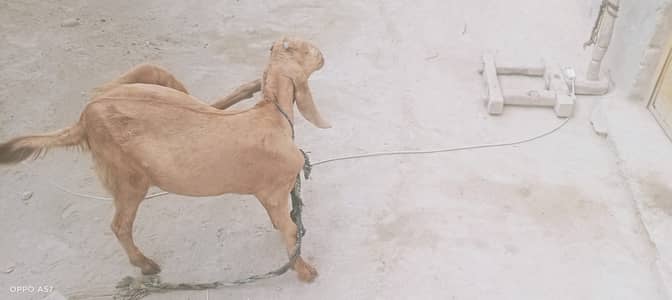 Bakra