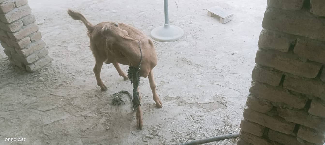Bakra 1
