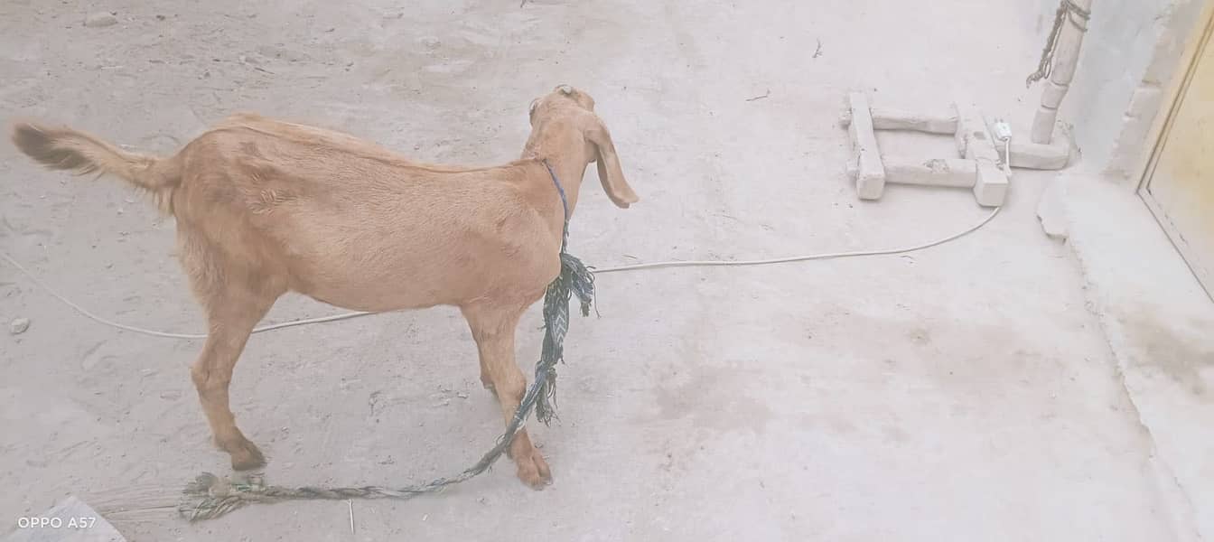 Bakra 2