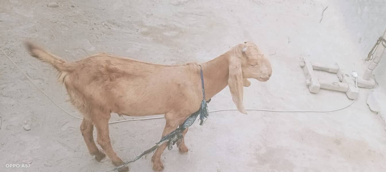 Bakra 3