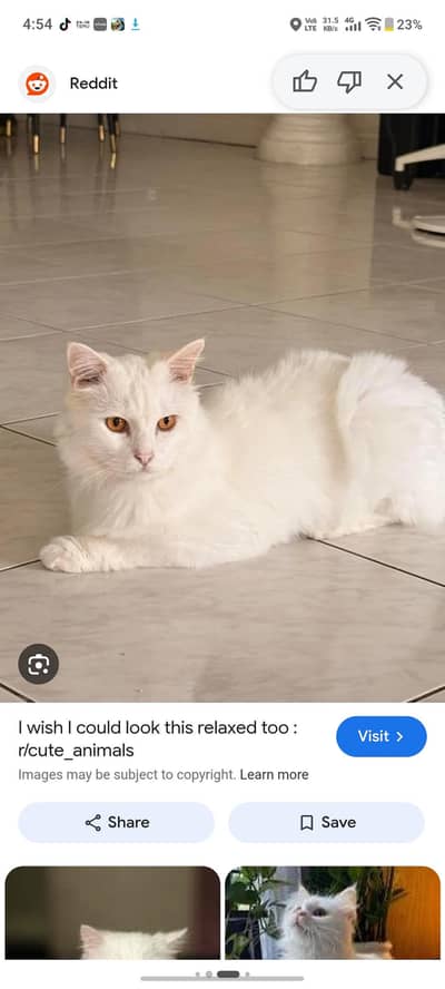 pet for sell