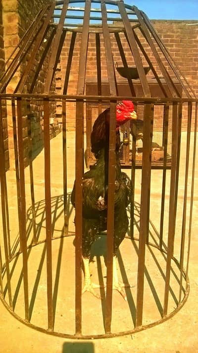 Assel Hen Cage Best Quality