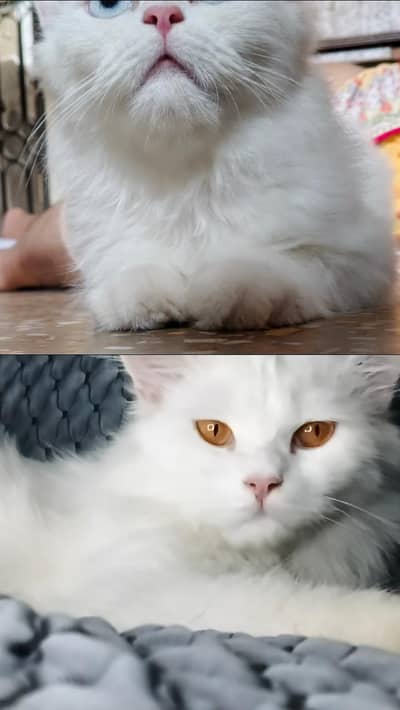 Extremely Loving Full White Persian Cats Triple Coat Pair for Sale