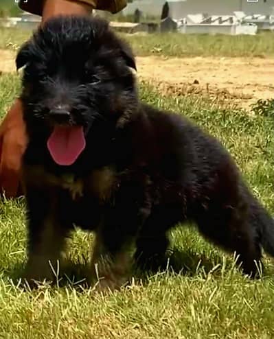 German Shepherd long coat female age 45 for sale
