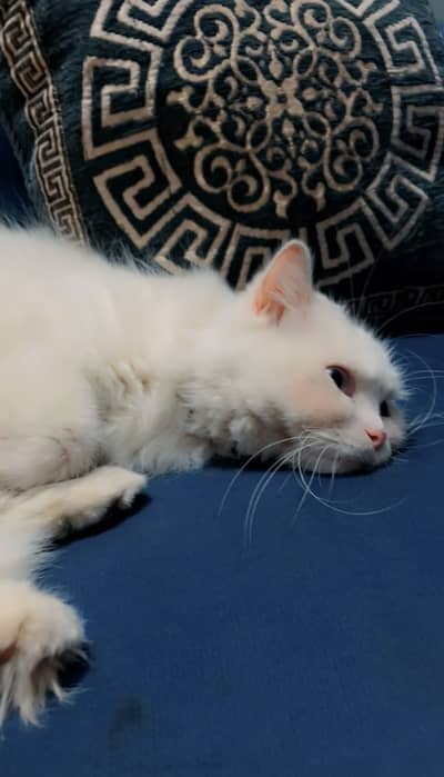 Persian Female cat
