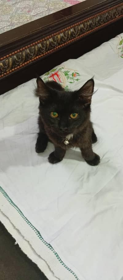 Persians cat Kittens