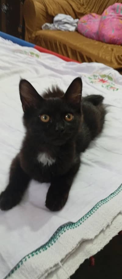 Persian Kittens