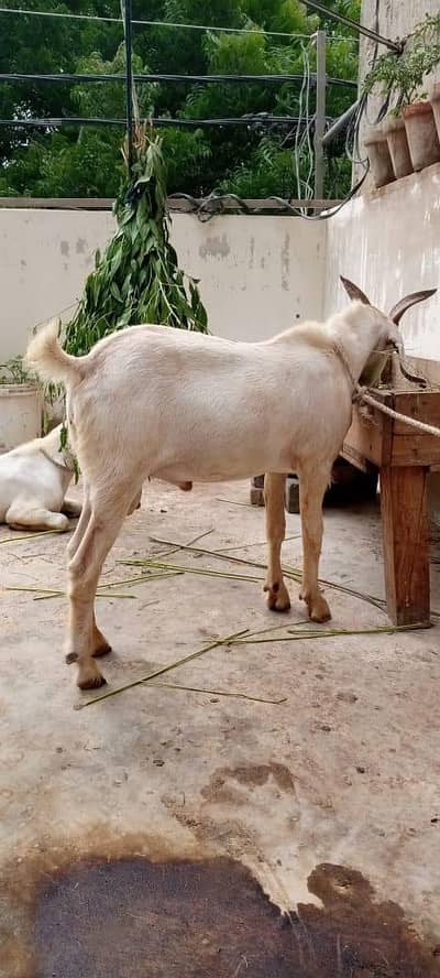 2 bakry for sale ,eik ka 18kg gosht, dosry ka  13kg  gosht Hy