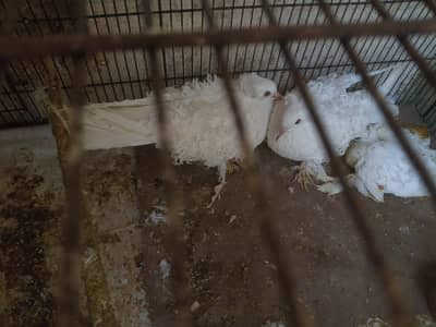 Raw male parrot + frill back pair  with chick