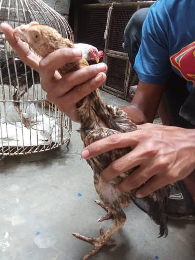 aseel chicks for sale