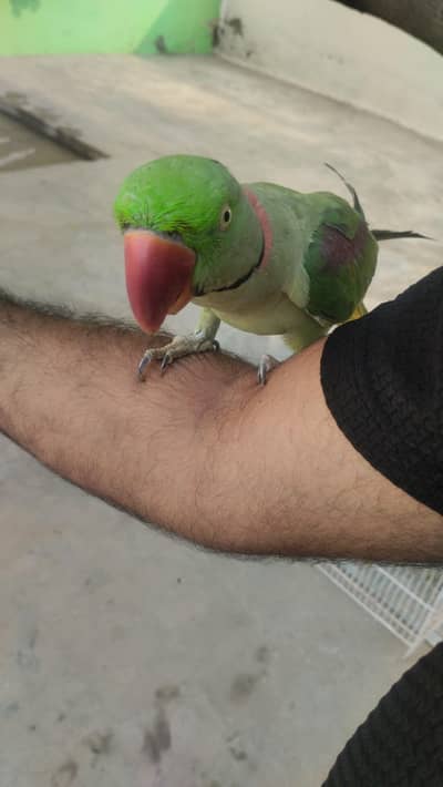 tame ha talking krta ha Kon ha slam krta h