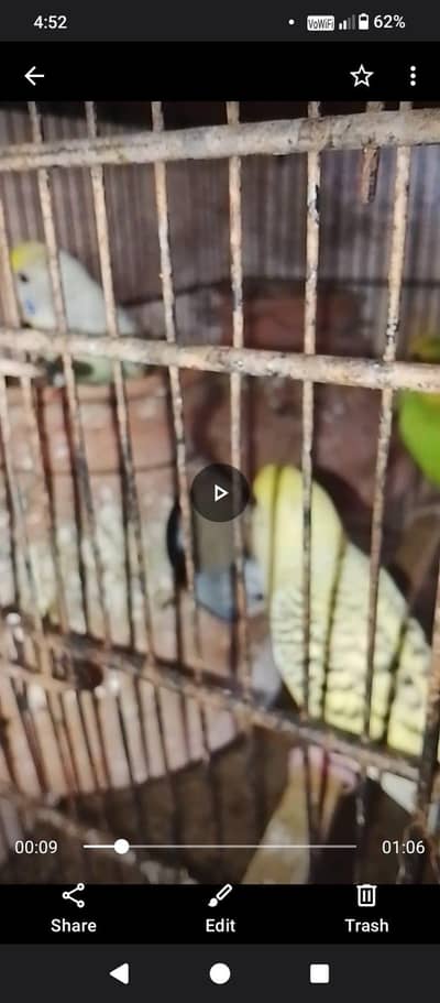 1st breed Pairs + Pathay pairs