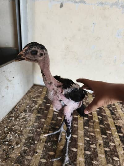 Thai pokoya chicks available