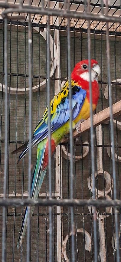 Red Rosella non dna