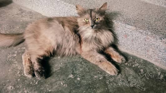 Female Persian for sale