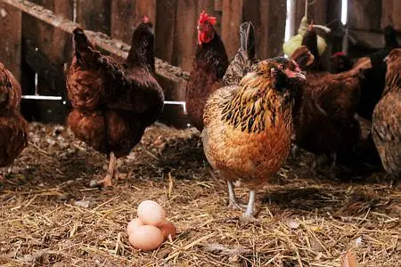 Desi murgi ke eggs available han