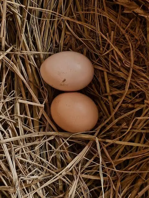 Desi murgi ke eggs available han — photo 2
