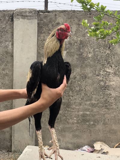 Java male high Quality