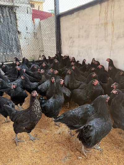lohmann lohmann black stater eggs laying hens murgi 340eggs per year