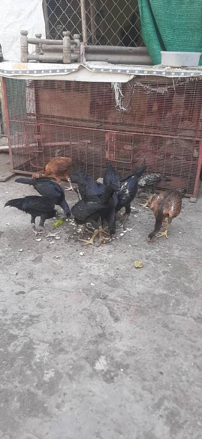 aseel thai hens sale