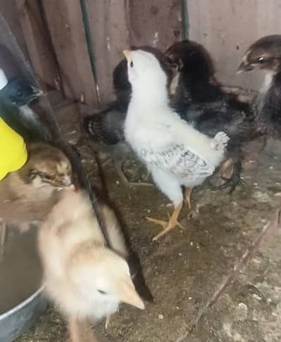 Golden Misri chicks for sale
