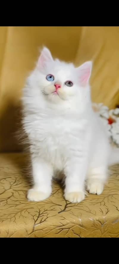 persian cat for sale MywatsapppNumber 0320-19-06-573