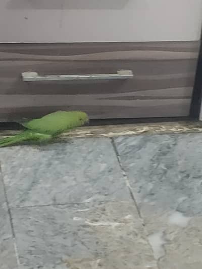 parrot ringneck