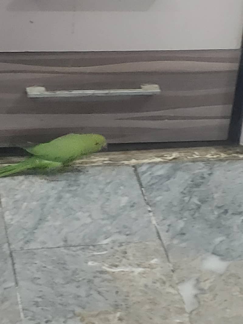parrot ringneck 0