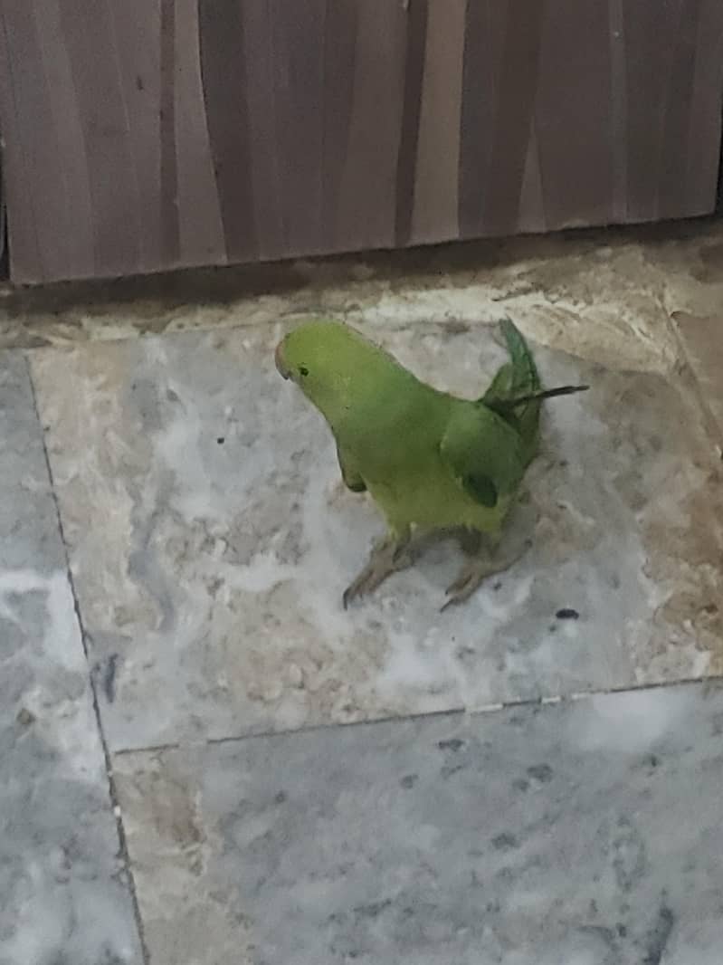 parrot ringneck 1