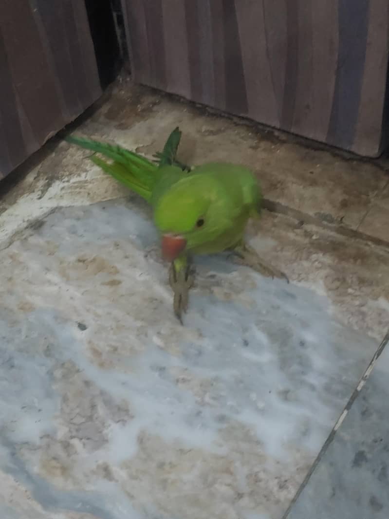 parrot ringneck 2