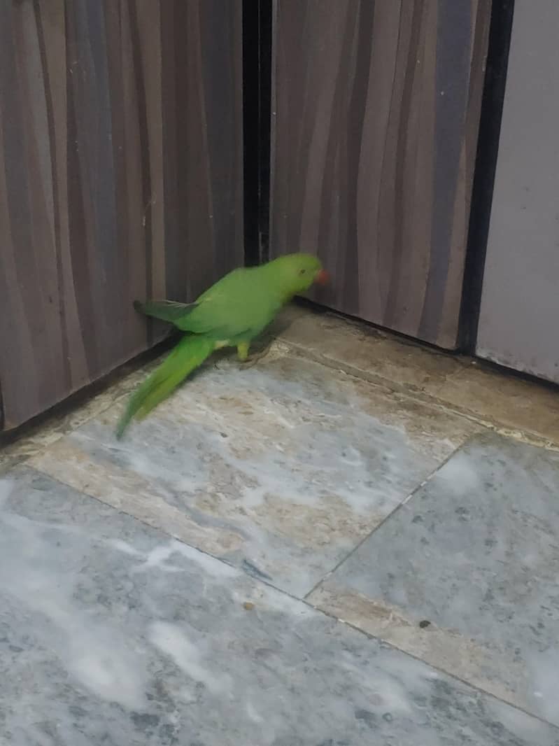 parrot ringneck 3