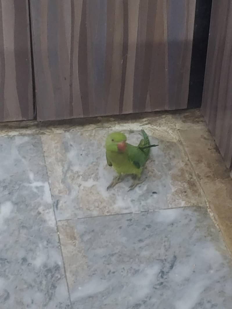 parrot ringneck 4