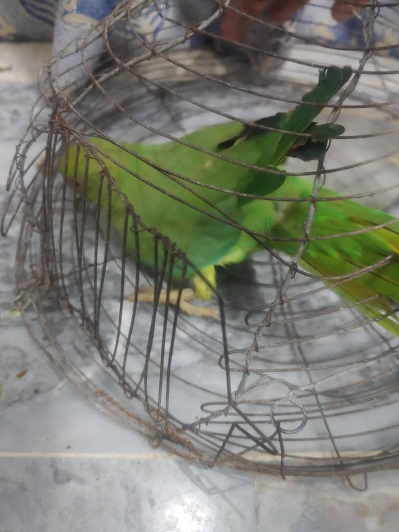 parrot ringneck 5