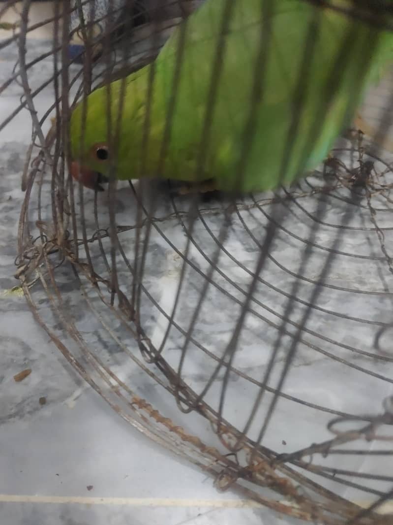 parrot ringneck 6