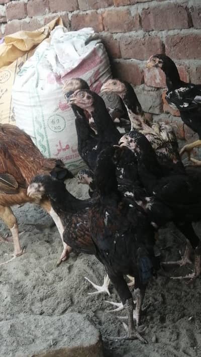 pure high quality Pakistani Aseel chicks aseel male and female