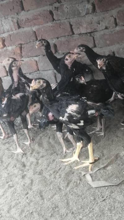 pure high quality Pakistani Aseel chicks aseel male and female