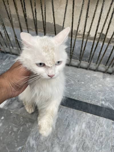 White female persian cat