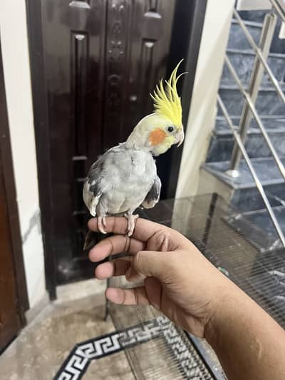 Hand Tame and Talkative Cockatiel with Cage