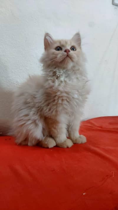 searching for rehoming  female Persian fawn kitten