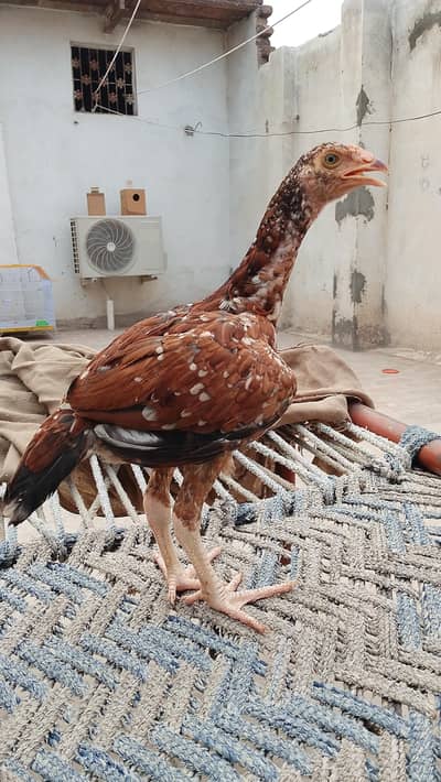High quality lakha aseel