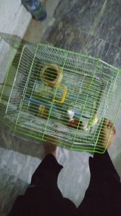 cage for sale urgent good condition 10 by 10