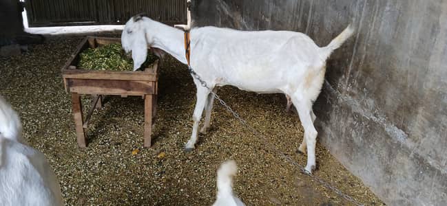 Desi bakri urgent sale