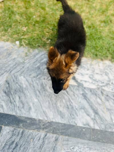 German Shepherd long coated