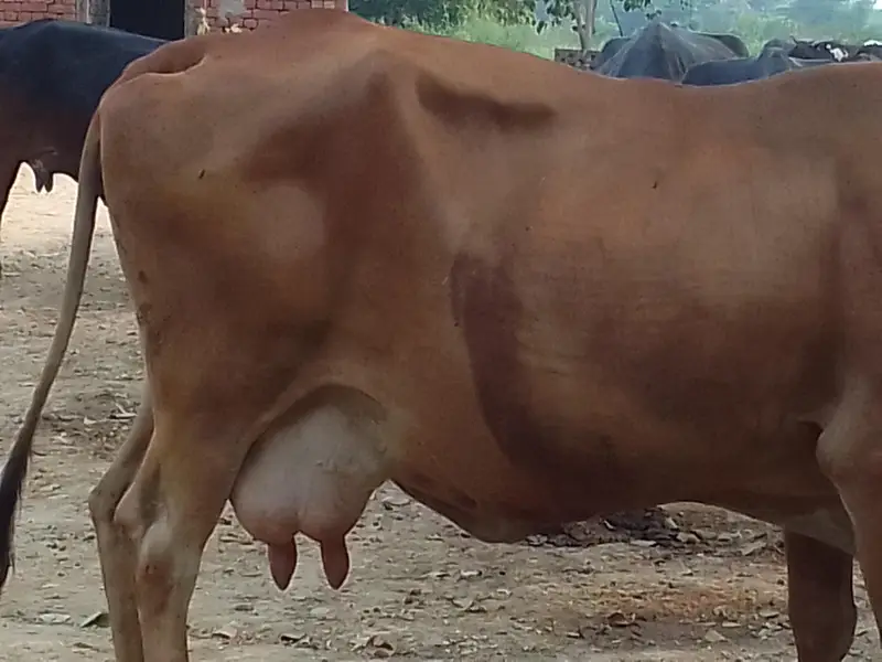 gabhan 10 kg milk — photo 2